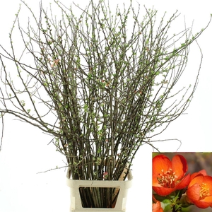 Chaenomeles Du Orange