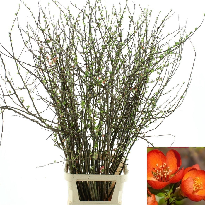 <h4>Chaenomeles Du Orange</h4>