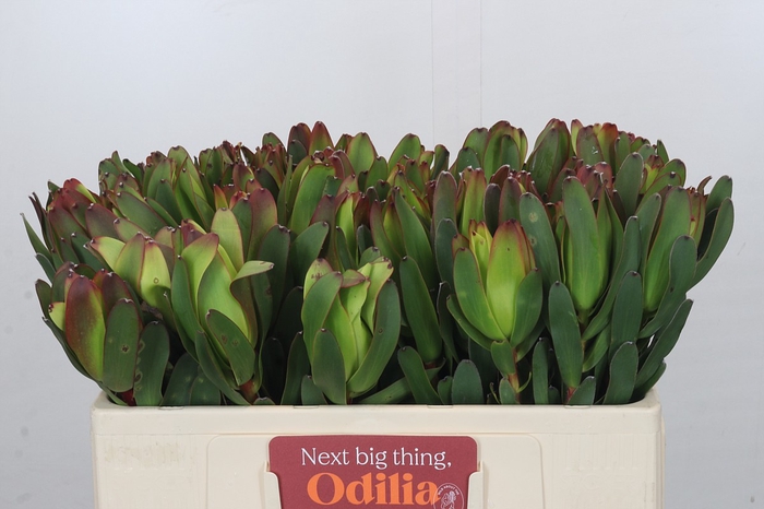 <h4>Leucadendron Laurel Yellow</h4>