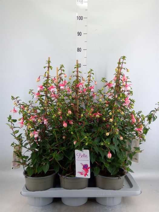 <h4>Fuchsia  'Rosalien'</h4>