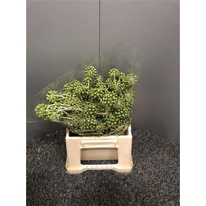 Fatsia Japonica Flower Verde