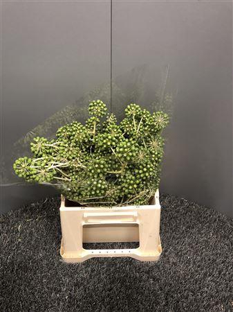 <h4>Fatsia Japonica Flower Verde</h4>