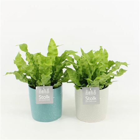 <h4>Asplenium Crispy Wave Tess Keramiek</h4>