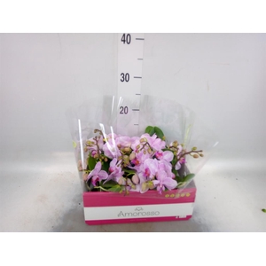 Phalaenopsis multi.   ...rose