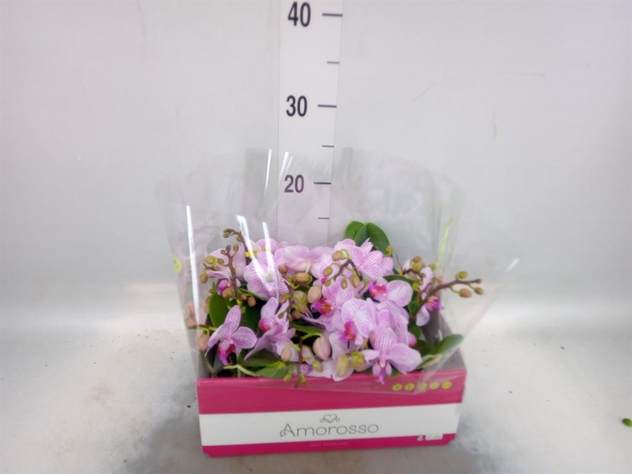 <h4>Phalaenopsis multi.   ...rose</h4>
