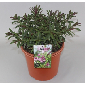 Hebe 'Great Orme' C5