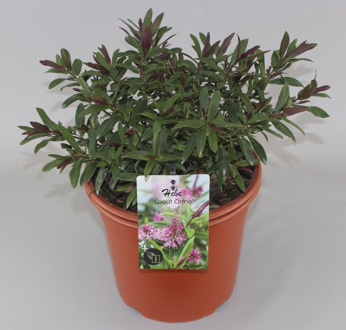 <h4>Hebe 'Great Orme' C5</h4>
