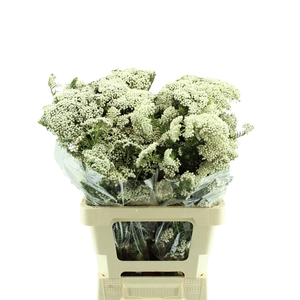 Ozothamnus Cooks Snow White