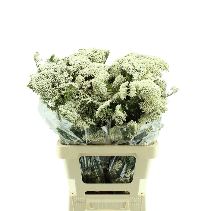 <h4>Ozothamnus Cooks Snow White</h4>