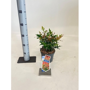 Nandina domestica