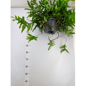 Microsorum diversifolium