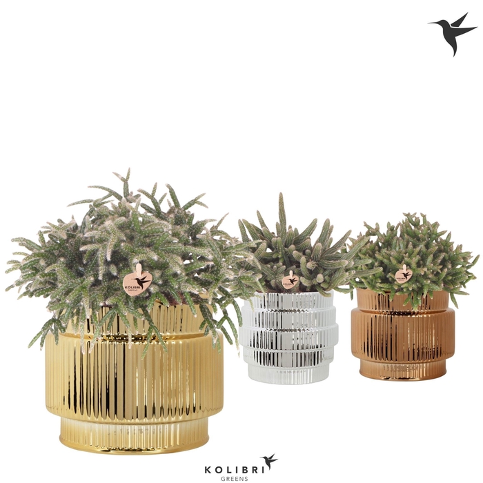 <h4>Kolibri Greens Rhipsalis mix in Allure Shiny pot mix</h4>