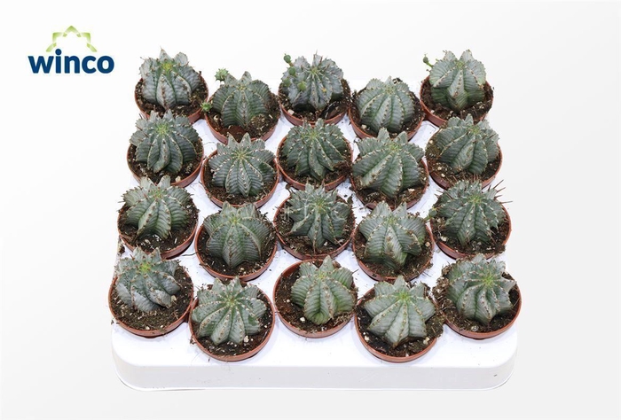 Euphorbia Horrida Alba