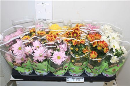 <h4>Chrys Gem 5 Kl</h4>