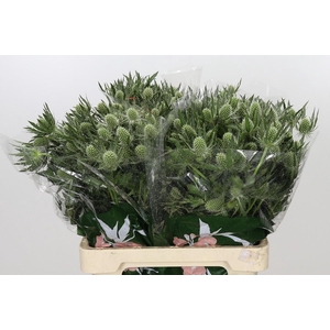 Eryngium Magical White Lagoon
