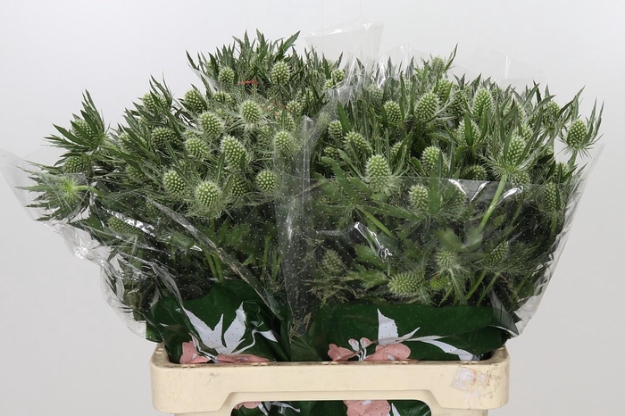 <h4>Eryngium Magical White Lagoon</h4>