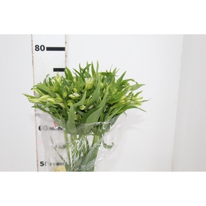 ALSTROEMERIA PRESTIGE 080 CM BRANCO