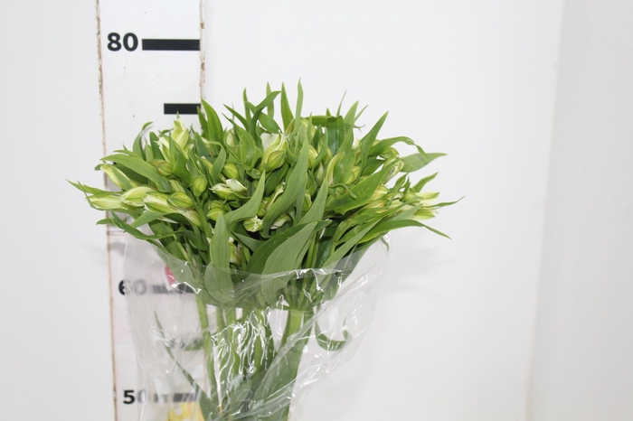 <h4>ALSTROEMERIA PRESTIGE 080 CM BRANCO</h4>
