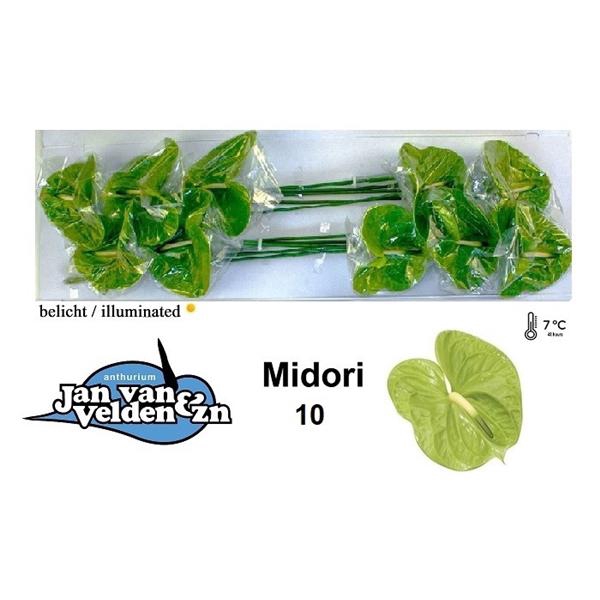 <h4>Anth A Midori 15 cm X10 Jan van Velden</h4>