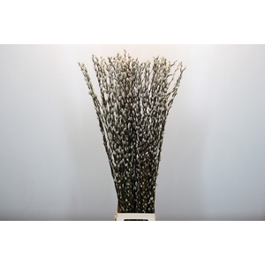 Salix Caprea Snow Flake Premium