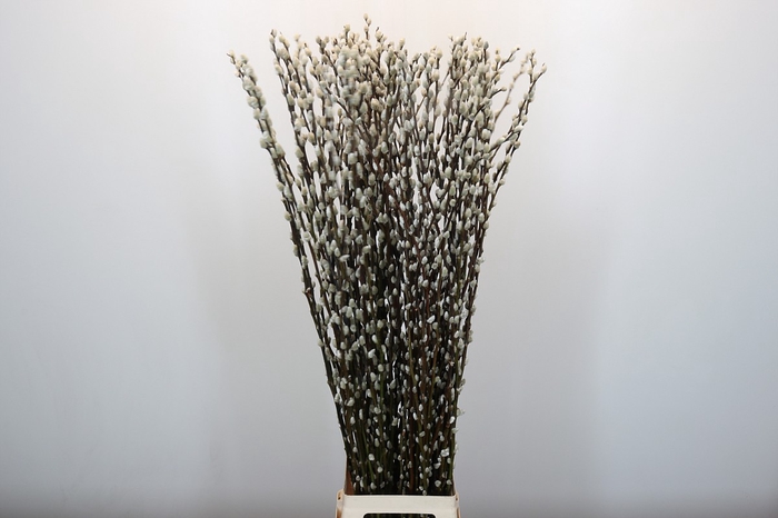 <h4>Salix Caprea Snow Flake Premium</h4>