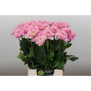 Dahlia Pink Pop