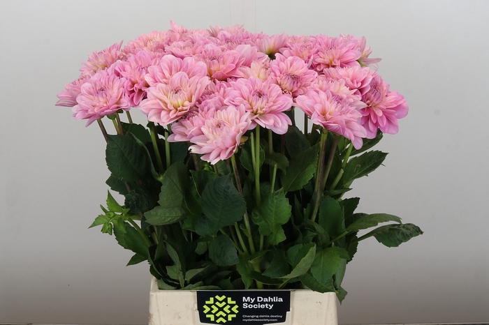 <h4>Dahlia Pink Pop</h4>