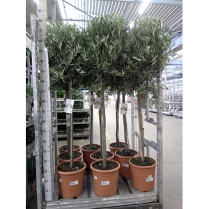 Olea europaea