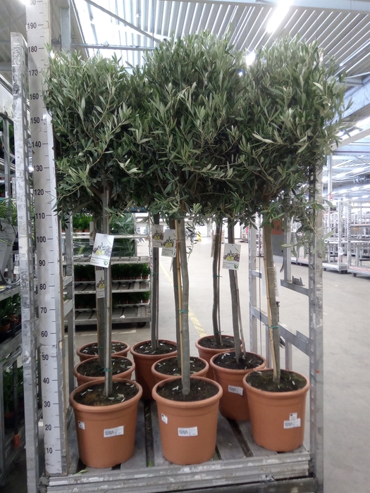 <h4>Olea europaea</h4>