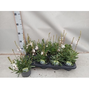 GAURA BELLEZA WHITE P12