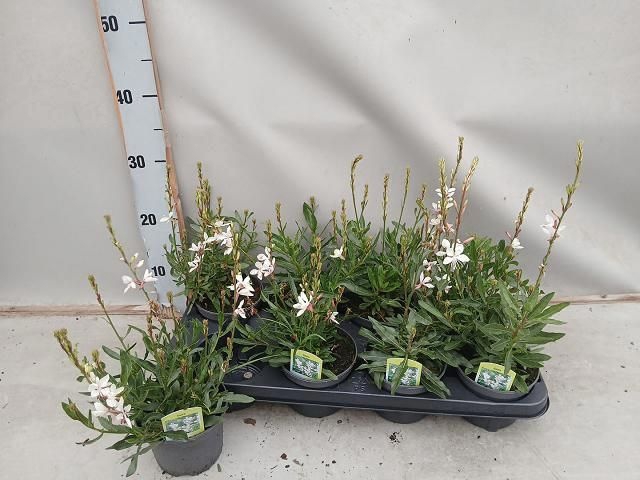 <h4>GAURA BELLEZA WHITE P12</h4>