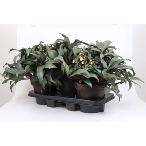 HELLEBORUS X ERICSMITHII p20