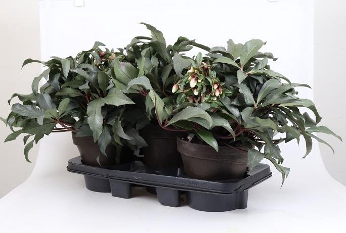 <h4>HELLEBORUS X ERICSMITHII P20</h4>