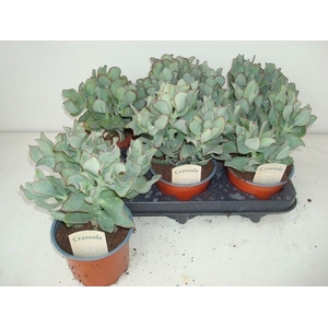 Crassula arborescens 'Curly'