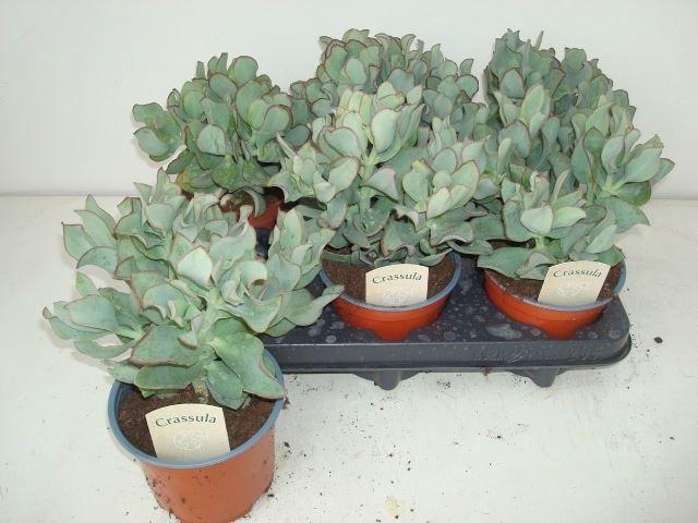 <h4>Crassula arborescens 'Curly'</h4>