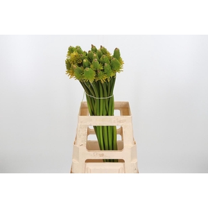 Knip Mag Hap Hallowe