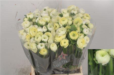 <h4>Ran El Creme</h4>