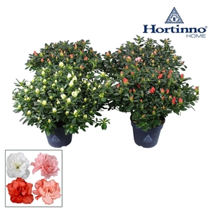 Hortinno® Home 'gemengd' 35 - 37 cm