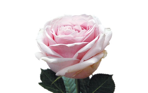 <h4>ROSA SWEET AVALANCHE 040 CM ESTUFA</h4>