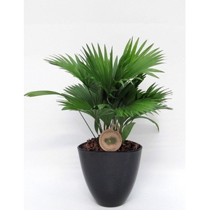 Livistona rotundifolia in avani pot