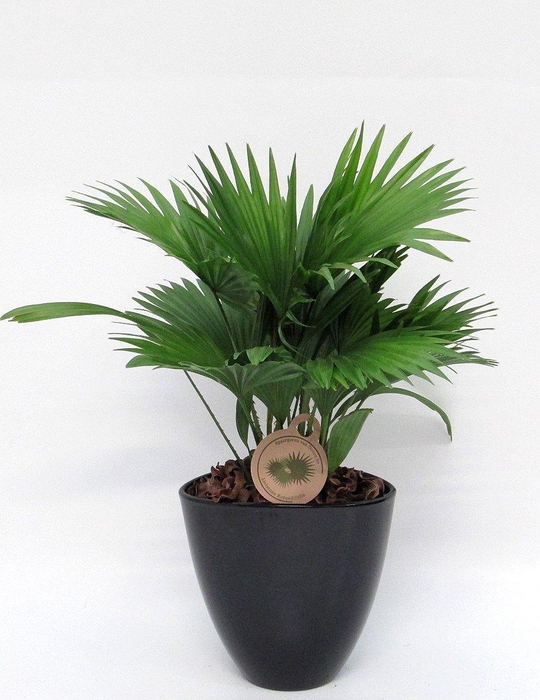 <h4>Livistona rotundifolia in avani pot</h4>