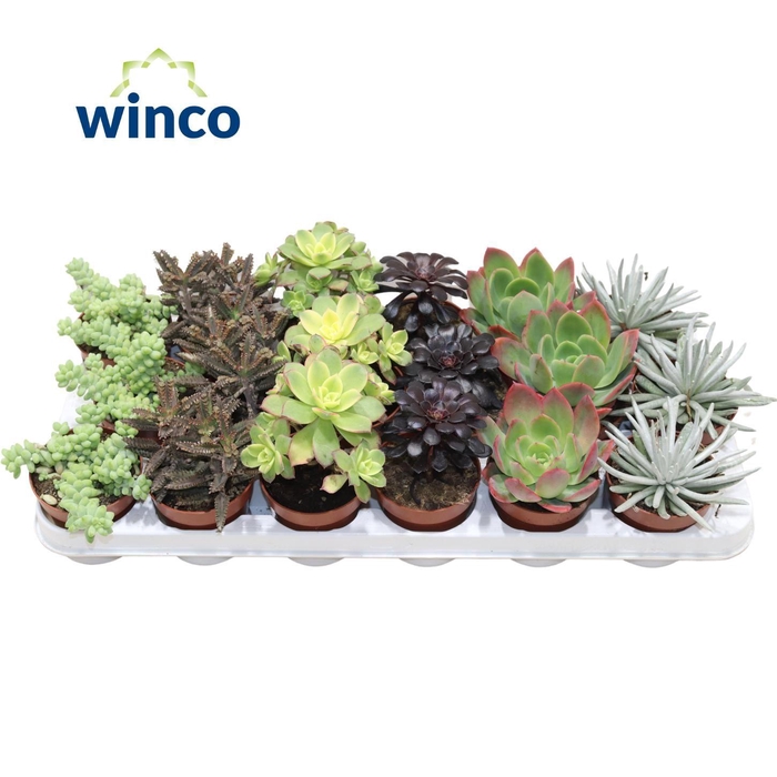 <h4>Succ Gemengd Valencia Deluxe</h4>