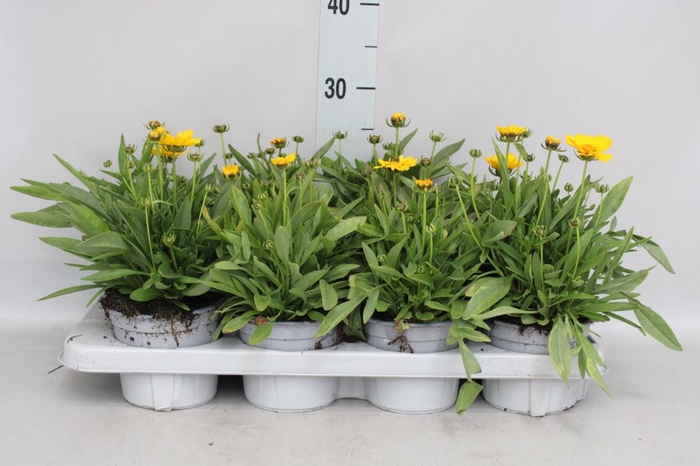 <h4>Coreopsis grandif.</h4>