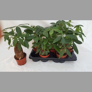 PACHIRA AQUATICA