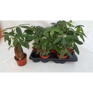 PACHIRA AQUATICA