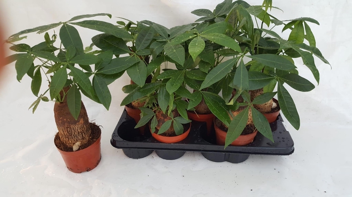 <h4>PACHIRA AQUATICA</h4>