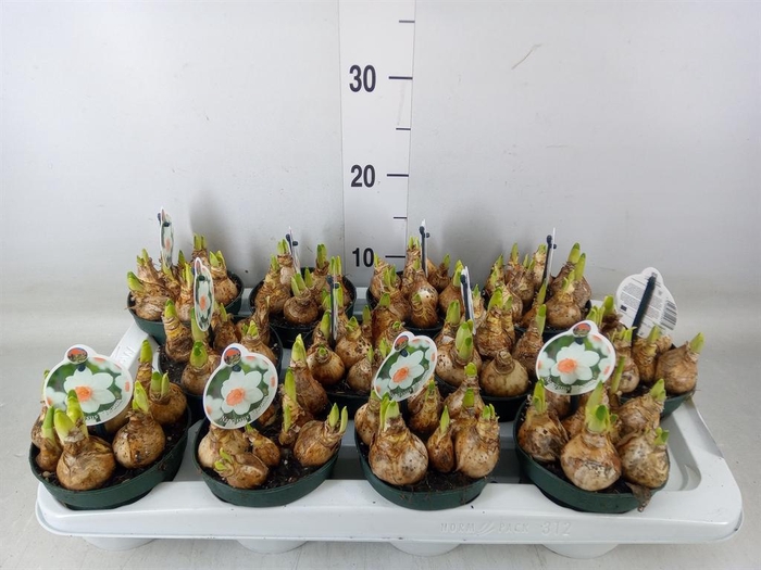 <h4>Narcissus   ...</h4>