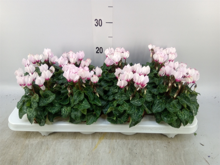 <h4>Cyclamen KL 'Metis Victoria'</h4>