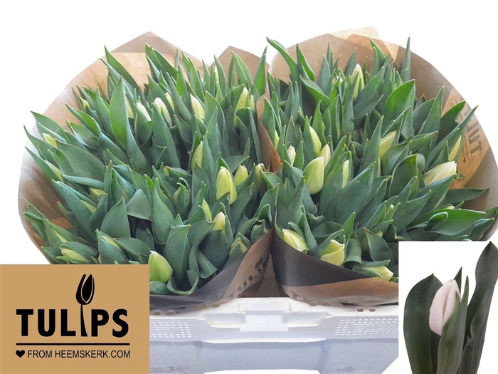 <h4>Tu En Update</h4>