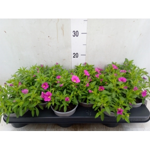 Calibrachoa  'Minifam Pink'